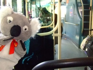 koala on bus 1