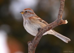 sparrow-1
